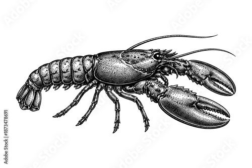 Detailed black and white lobster illustration with textured details