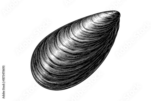Detailed black and white illustration of a mussel shell on white background