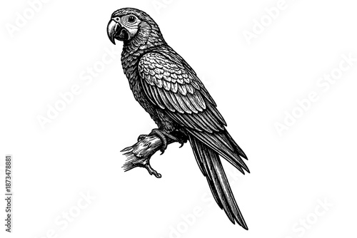 Detailed black and white illustration of parrot perched on branch