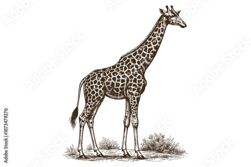 Detailed vintage giraffe illustration with natural habitat elements