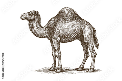 Intricate vintage camel sketch with detailed texture