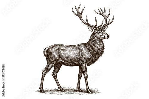 Detailed engraving of majestic stag with antlers in vintage style