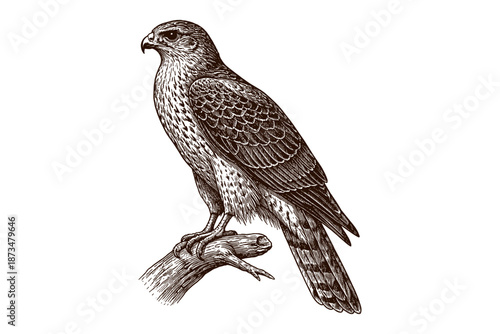 Detailed vintage engraving of a falcon perched on a branch