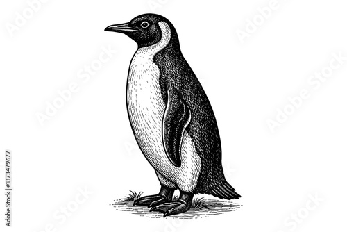 Vintage black and white engraving of a penguin standing on grass