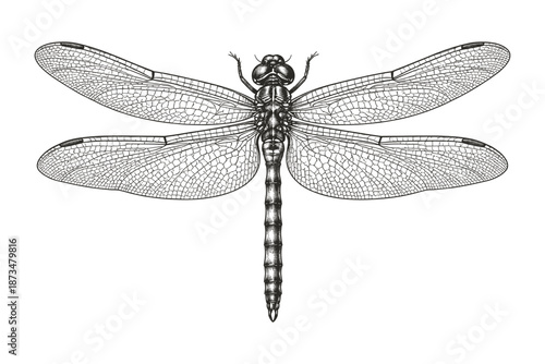 Detailed black and white dragonfly illustration with intricate wing patterns