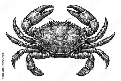 Detailed black and white illustration of a crab with raised claws