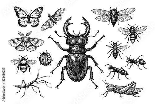 Detailed black and white insect collection with beetle, butterfly, ant, grasshopper, bee
