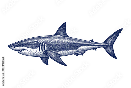 Detailed illustration of great white shark in blue ink style