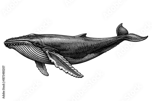 Vintage engraving of a humpback whale with detailed line art