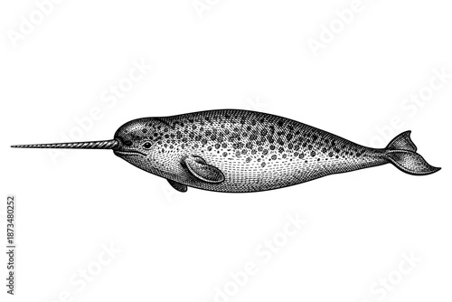 Intricate black and white engraving of a narwhal with detailed textures
