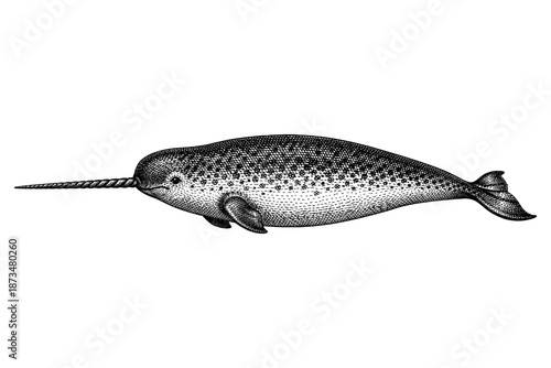 Detailed black and white illustration of a narwhal with spiral tusk