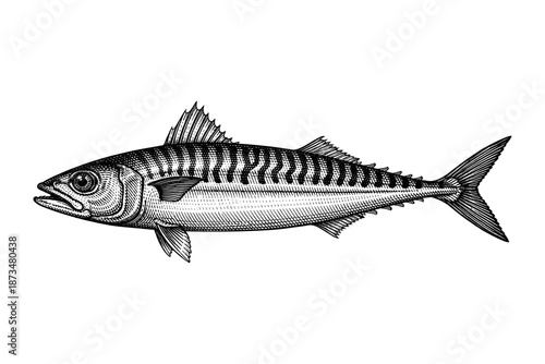 Detailed black and white illustration of a mackerel fish