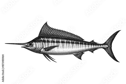 Detailed black and white illustration of a swordfish with spiky dorsal fin and long bill
