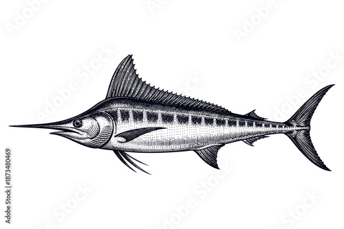 Detailed black and white swordfish illustration with fin and tail features