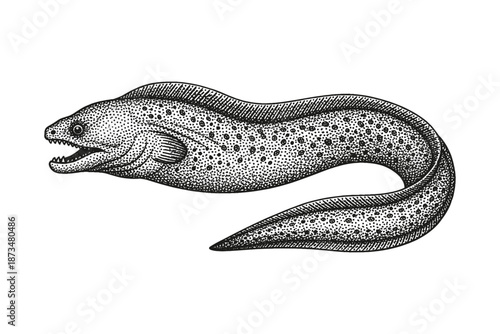 Detailed black and white engraving of a spotted eel in profile