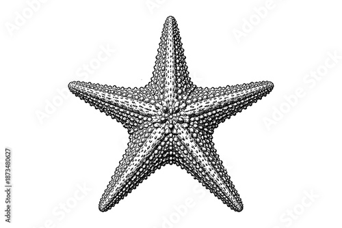 Detailed black and white starfish illustration featuring textured surface