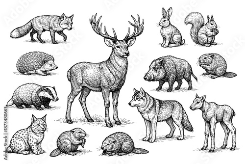 Wildlife compilation: detailed sketches of forest mammals