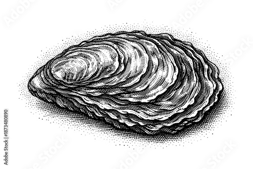 Detailed vintage illustration of a single oyster shell with intricate line art