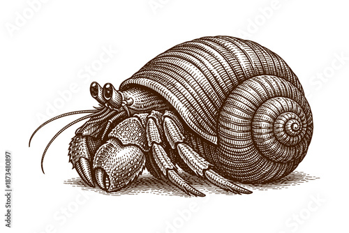Detailed vintage sketch of a hermit crab with spiral shell