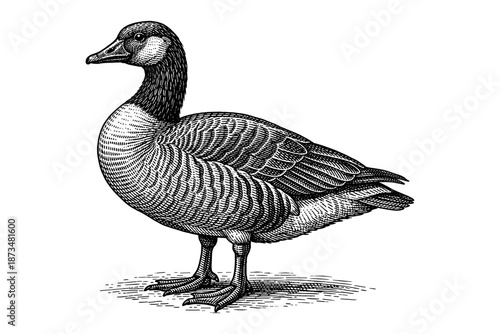 Intricate black and white engraving of a standing goose