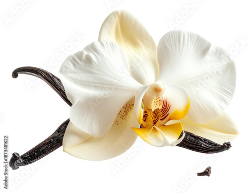 Vanilla bean and white orchid flower isolated on transparent background
