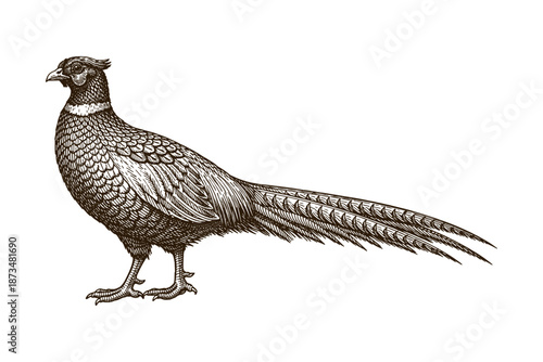 Intricate illustration of pheasant with detailed feathers and long tail