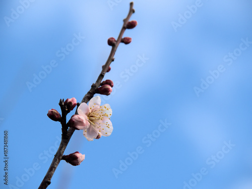 晴れた1月に咲いた紅梅「紅冬至（コウトウジ）」