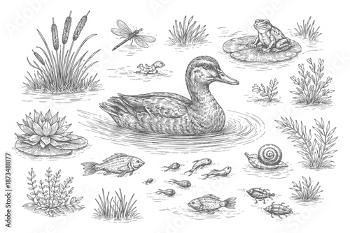 Intricate nature scene with duck, frog, fish, dragonfly, and snail in pond setting