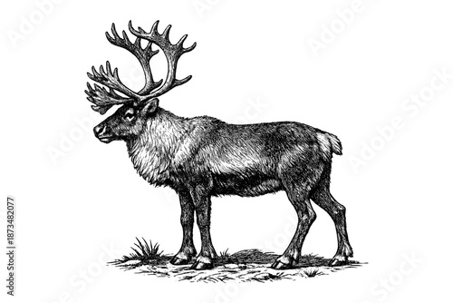 Detailed sketch of a majestic caribou standing in natural habitat