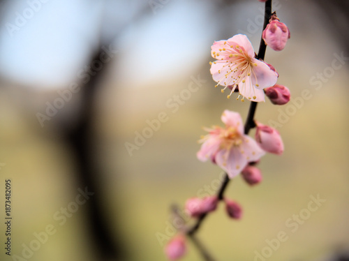 晴れた1月に咲いた紅梅「紅冬至（コウトウジ）」