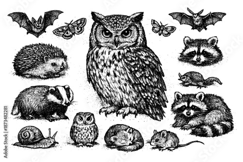 Detailed sketches of nocturnal wildlife including owl, hedgehog, and raccoon