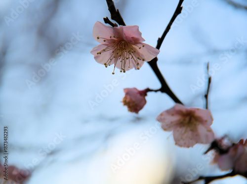 晴れた1月に咲いた紅梅「紅冬至（コウトウジ）」