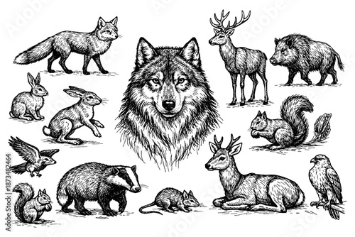 Intricate wildlife sketches: wolf, deer, fox, boar, squirrel, and birds