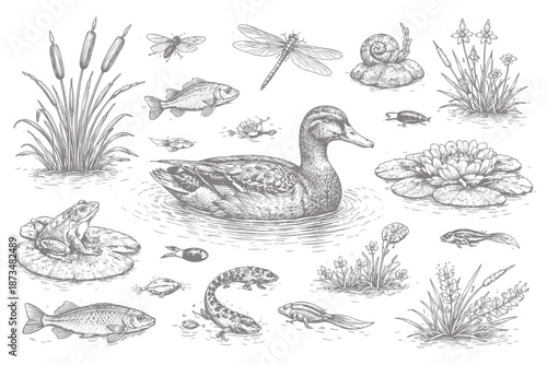 Intricate nature illustration featuring duck, fish, dragonfly, and aquatic plants