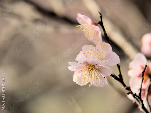 晴れた1月に咲いた紅梅「紅冬至（コウトウジ）」