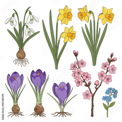 Spring flowers illustration: daffodils, crocuses, snowdrops, cherry blossoms, forget-me-nots