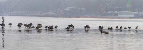 ducks and geese resting on the ice