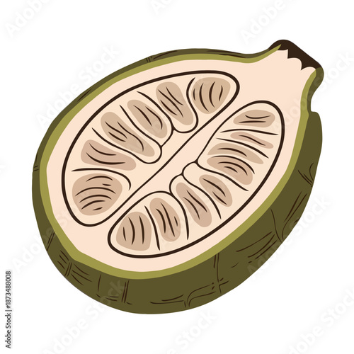 Cross section of cacao pod isolated on white background, Vector, illustration