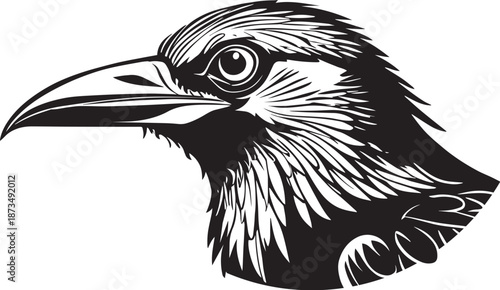 Crow Raven Black Bird Head Illustration