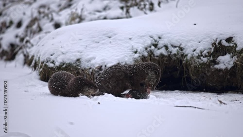 Pair of Eurasian otter (Lutra lutra) eating fish head on surface of frozen river level next coast. Animals obviously compete each other struggling for every piece of meat meal. Winter wildlife take.