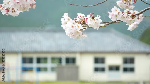 桜と木造校舎