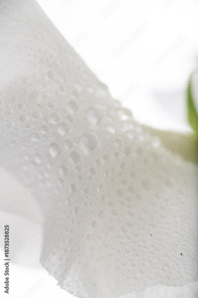 Fototapeta premium Close up of White Sweet Pea Petals
