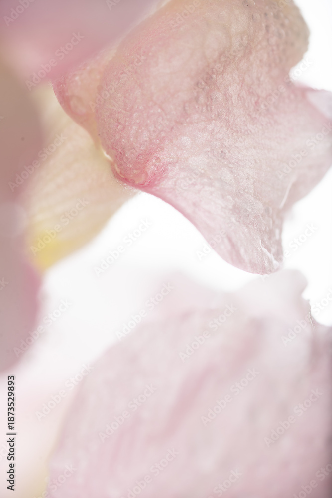 Fototapeta premium Close up of Light Pink Snapdragon Flower Petals with Water Drops