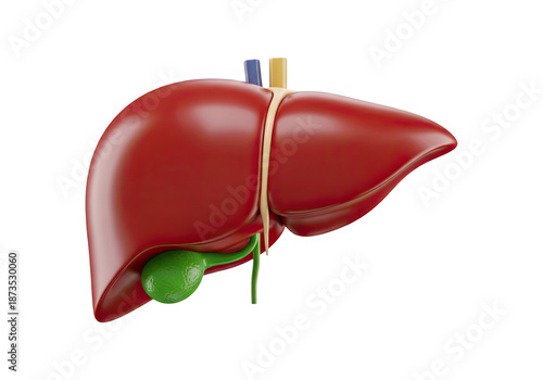 Realistic 3D Model of Human Liver and Gallbladder on Transparent Background for Medical Illustration