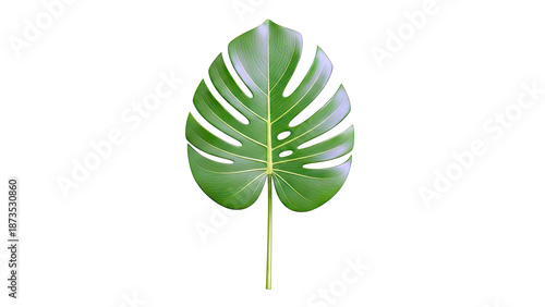 Monstera Deliciosa Leaf