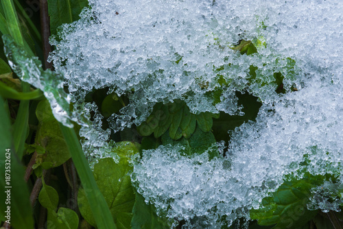冬の山　野草の上の氷の粒04