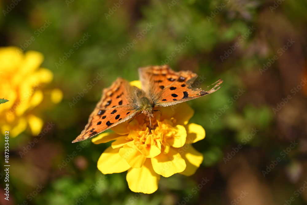 Obraz premium マリーゴールドの花にとまるオレンジに黒い斑点のある蝶