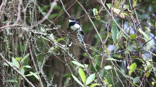 Rwenzori batis (Batis diops) is an endemic bird native to the Albertine Rift montane forests. This photo was taken  in Nyungwe National Park, Rwanda.