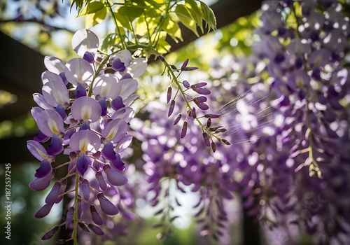 Cascading clusters of pale purple blossoms illuminate brightly beneath overhead foliage
