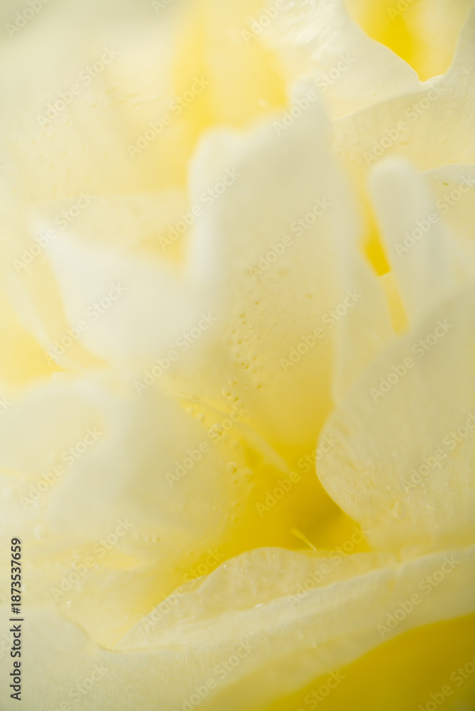 Obraz premium Close up of Creamy Flower Frozen in Ice